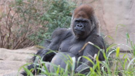 gorilla st louis zoo|St. Louis Zoo announces death of gorilla .